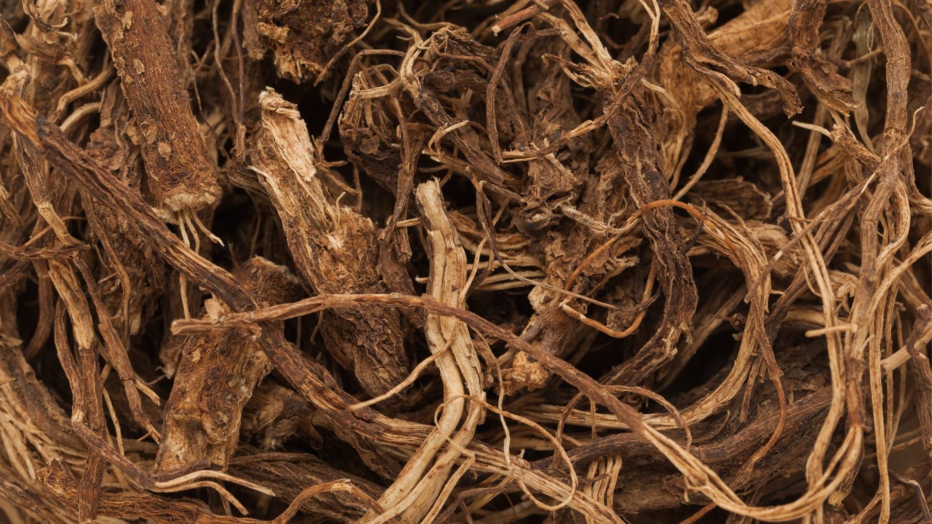 Coleus Forskohlii Extract